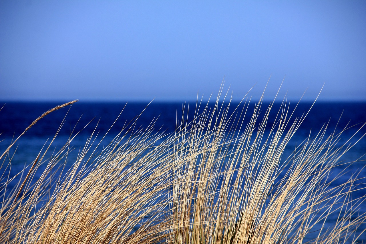 The Effect of Single-Use Plastics on Oceanic Life